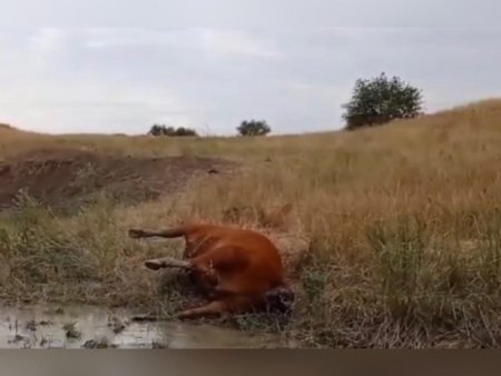 Жители Ростовской области сообщили о массовом отравлении скота.